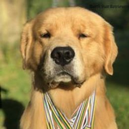 Meech - Goldendoodle