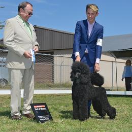 Drakkar - Poodle