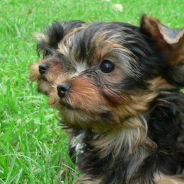 Yorkshire Terrier Puppies from Rosemark Kennel Yorkies