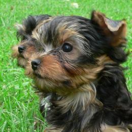 Yorkshire Terrier Puppies from Rosemark Kennel Yorkies