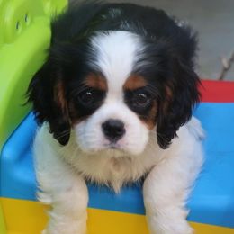 Comfort Cavaliers breeder of Cavalier King Charles Spaniel