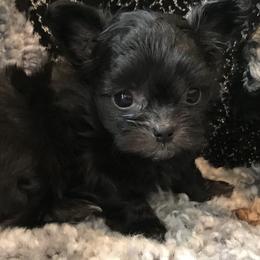 Mi-Ki Puppies from Rare Gem Mi-Ki’s LTD