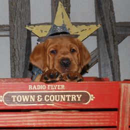 Labrador Retriever Puppies from Terracotta Treasures Labradors
