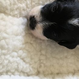 Jack Russell Terrier Puppies from Gem Dandy Jack Russell Terriers