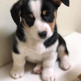  Puppies from Diamond G Corgis