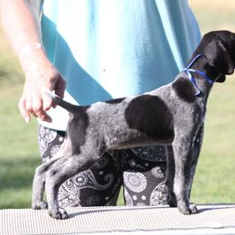 German Shorthaired Pointer and Weimaraner Puppies from Drehbar Weimaraners & GSP's