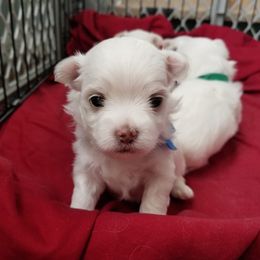 Collin Maltese breeder of Maltese