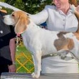 Beagle All Grown Up from HA-Penny Beagles