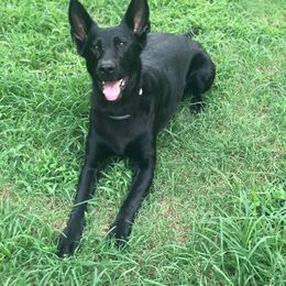 German Shepherd All Grown Up from Vickery Shepherds