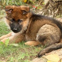 German Shepherd Puppies from Zeder Kamme German Shepherds