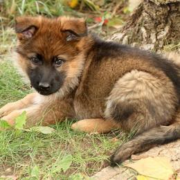 German Shepherd Puppies from Zeder Kamme German Shepherds