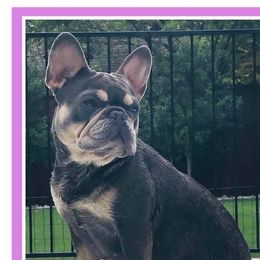 Willow - French Bulldog