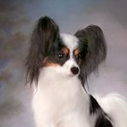 Nikki - Papillon
