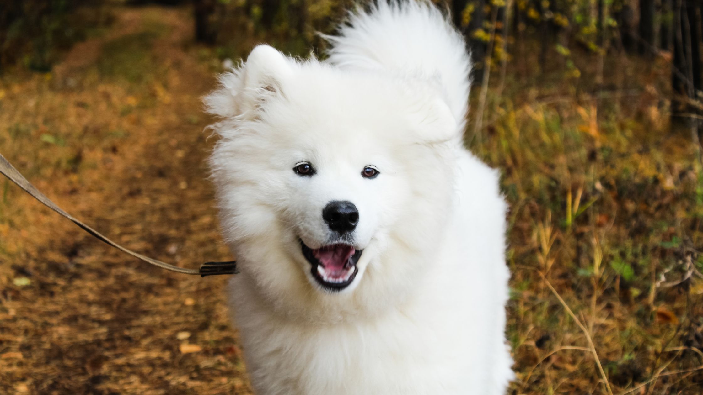 Miniature store samoyed price