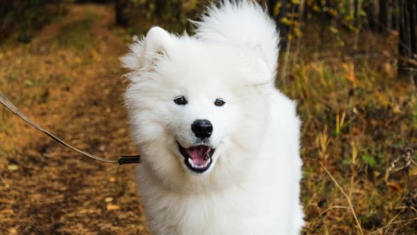 Find Samoyed puppies for sale near Lawrence, IN