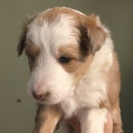 Shetland Sheepdog Puppies from Sharon’s Family Shelties