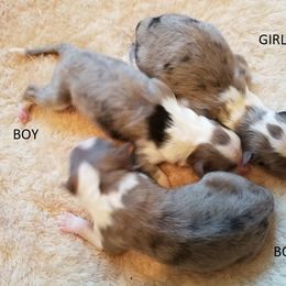 Shetland Sheepdog Puppies from Sharon’s Family Shelties