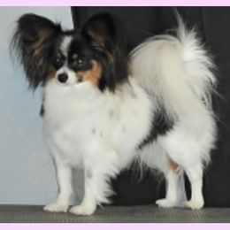 Penelope - Papillon