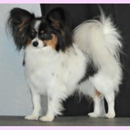 Penelope - Papillon