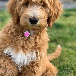 Goldendoodle Puppies from Sunnydoodle Utah