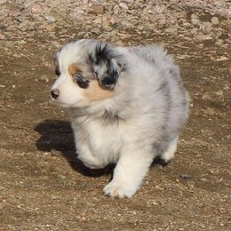 Miniature American Shepherd Puppies from Brunskills Mini Americans