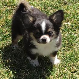 Chihuahua Puppies from Miller's Chihuahua