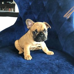 French Bulldog Puppies from Kansas French Bulldogs