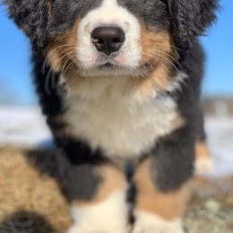 Bernese Mountain Dog Puppies from Stick House Bernese