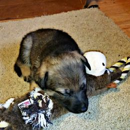 German Shepherd Puppies from von Haus Ulv