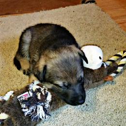 German Shepherd Puppies from von Haus Ulv