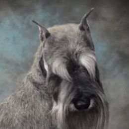 Eddie - Miniature Schnauzer