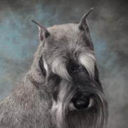 Eddie - Miniature Schnauzer