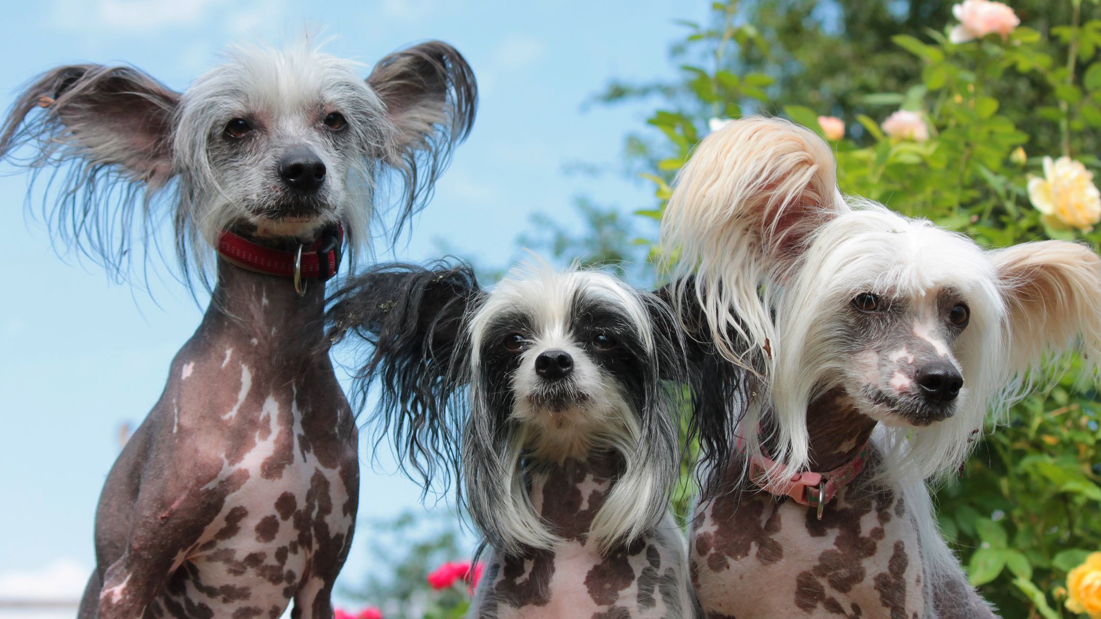 Chinese crested powder on sale puff for sale