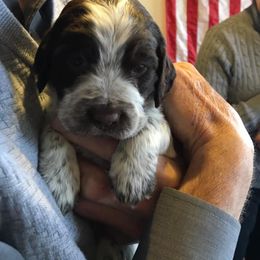 English Springer Spaniel Puppies from Rocky Mountain Springer Spaniels