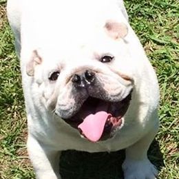 Diamonds and Pearls - Bulldog