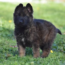 German Shepherd Puppies from Mengerhaus