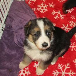 German Shepherd Puppies from Rain's Legacy German Shepherds