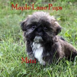 Maple Lane Pups breeder of Shih Tzu