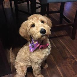 Bernedoodle and Goldendoodle Puppies from O'Dells Doodles