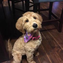 Bernedoodle and Goldendoodle Puppies from O'Dells Doodles