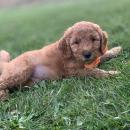 Boykin Spaniel and Labradoodle Puppies from Pine Brook Pups