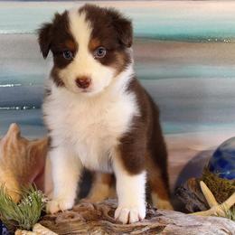 Bright Eye Aussies breeder of Australian Shepherd