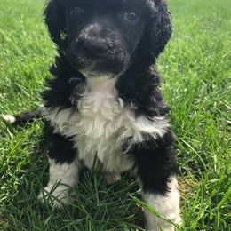 Poodle Puppies from DuBois Standard Poodles