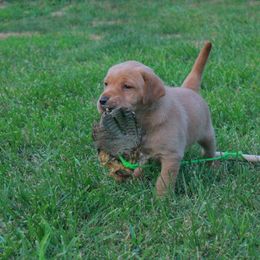 Labrador Retriever Puppies from Semko's All-Sports Dog