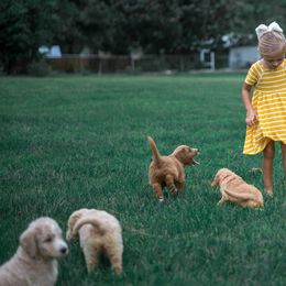 Goldendoodle Puppies from Rolling Oak Doodles