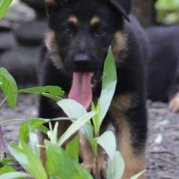 German Shepherd Puppies from Aus der Asche