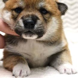 Shiba Inu Puppies from Prairie Shibas