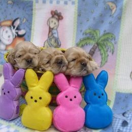 Cocker Spaniel and English Foxhound Puppies from Bleumoon Cockers