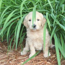 Bernedoodle and Goldendoodle Puppies from O'Dells Doodles