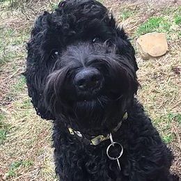 Stella - Australian Labradoodle